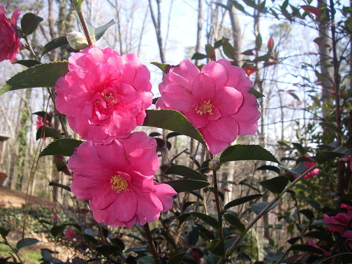 camellia sasanqua shishi gashira is one of my favorite camellias because it blooms, Camellia sasanqua Shishi Gashira a prolific winter bloomer