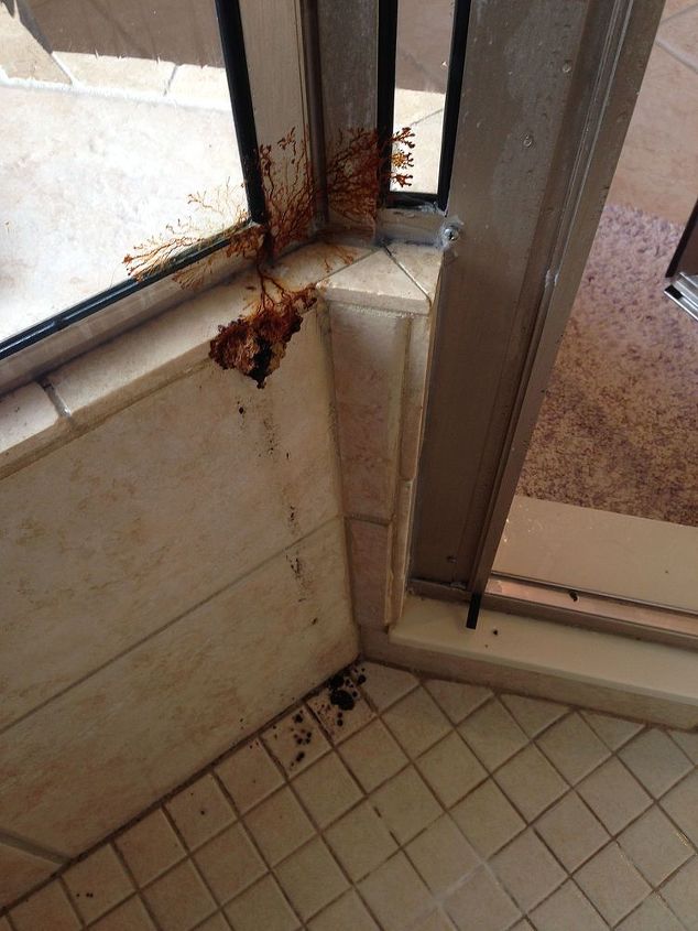 q what is this growing in my shower, bathroom ideas, cleaning tips, home maintenance repairs, Outside appeared hard When water hit it it softened and then black inside began to run down the wall