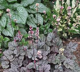 another example of a beautiful shade garden, Plant Combination Brunnera Jack Frost left with Heuchera Silver Scroll in the foreground and Hosta Fire and Ice in the upper right