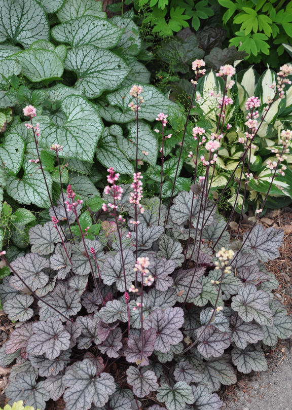 another example of a beautiful shade garden, Plant Combination Brunnera Jack Frost left with Heuchera Silver Scroll in the foreground and Hosta Fire and Ice in the upper right