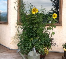 mountain yard in british columbia, flowers, gardening, Herb Pot with the odd sunflower popping out