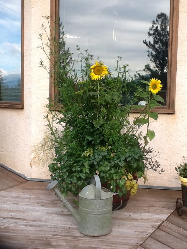 mountain yard in british columbia, flowers, gardening, Herb Pot with the odd sunflower popping out