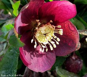 spring fever, gardening, Hellebores will soon emerge from the snow