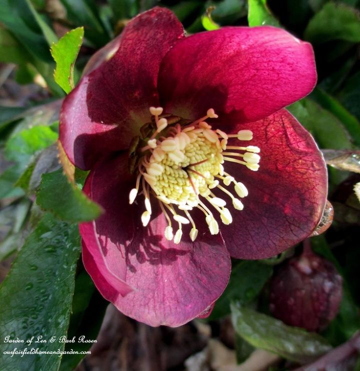 spring fever, gardening, Hellebores will soon emerge from the snow