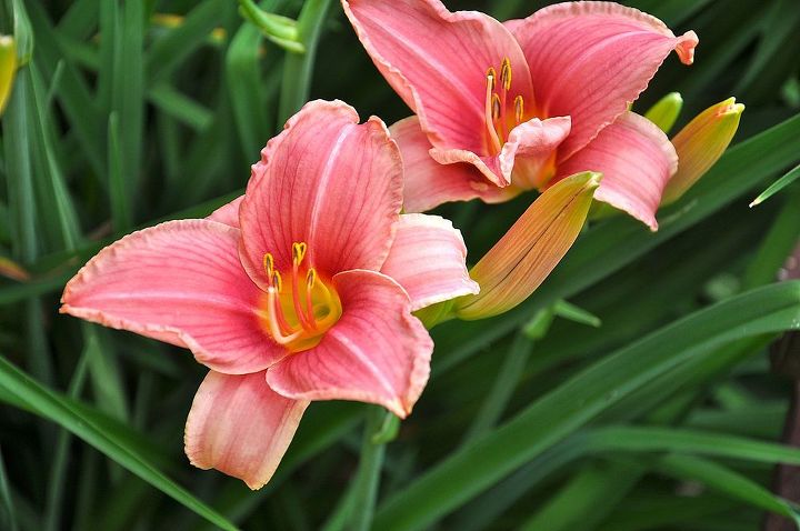 tips on growing daylilies, container gardening, flowers, gardening, perennials, Ferns Hosta and Solomon s Seal are lovely with Daylilies growing in shadier spots