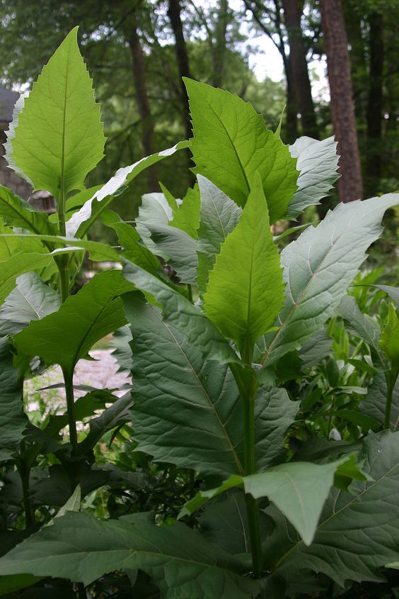big leaves or tall plants offer an easy way to add drama to your landscape i like, gardening, cup plant catches water