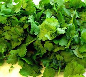 the 16 best healthy edible plants to grow indoors, gardening, Cilantro yields high concentrations of carotenoids a good source of vitamin A that may help protect against heart disease stroke and cancer