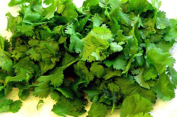 the 16 best healthy edible plants to grow indoors, gardening, Cilantro yields high concentrations of carotenoids a good source of vitamin A that may help protect against heart disease stroke and cancer