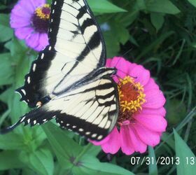 i am so not looking forward to winter i love all the butterflies we h, gardening, pets animals