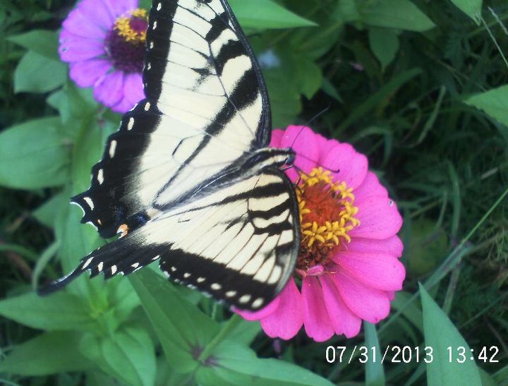 i am so not looking forward to winter i love all the butterflies we h, gardening, pets animals