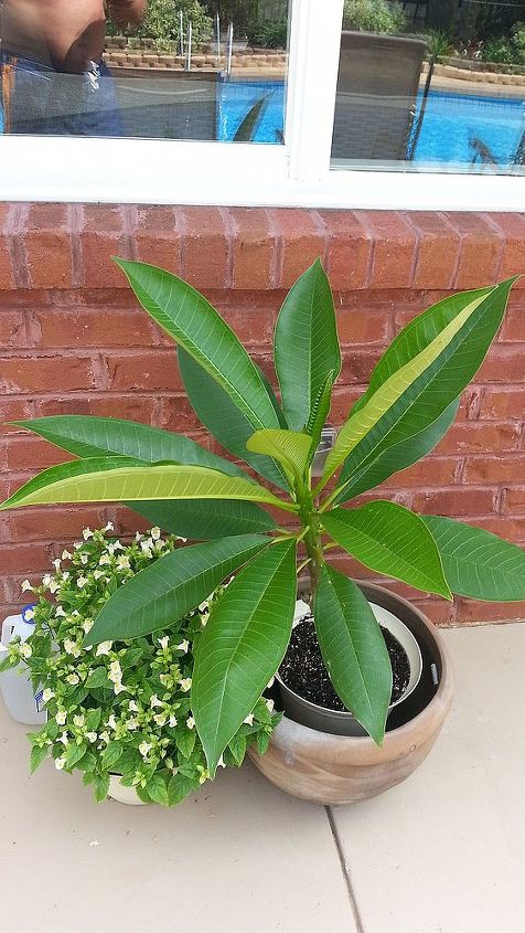 plumerias lots of leaves 2 are very healthy and yet no flowers, Smallest of the 3 from a broken offshoot when plant fell over last year but doing well YET NO FLOWERS also