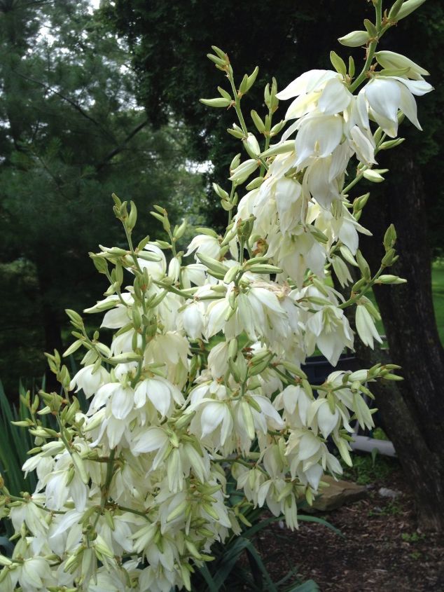 does anyone know the name of this flowering plant, flowers, gardening