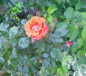 sharing my roses and flowers with garden 1, flowers, gardening