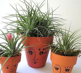 get creative with air plants, gardening, Air plant Heads