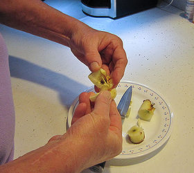start your own apple trees from seeds, gardening, homesteading, Harvest the seeds