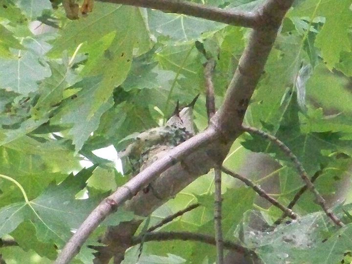 hemos encontrado un nido de colibr, Se estaban turnando para limpiarse el uno al otro