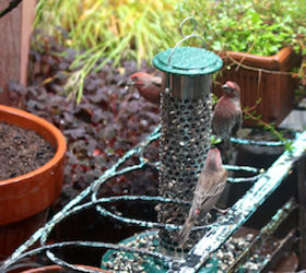 part 4 back story of tllg s rain or shine feeders, outdoor living, pets animals, The house finches acclimated quickly to the feeder s storm locale This picture was featured in a November 2012 post on Blogger