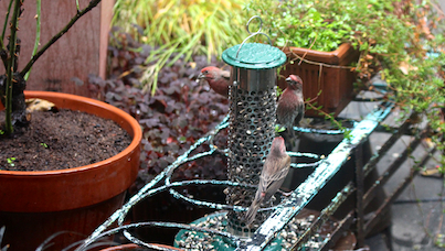 part 4 back story of tllg s rain or shine feeders, outdoor living, pets animals, The house finches acclimated quickly to the feeder s storm locale This picture was featured in a November 2012 post on Blogger