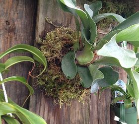 how to mount a staghorn fern, gardening, Water thoroughly allow to drain and hang where you can enjoy it s magnificence Bright indirect light