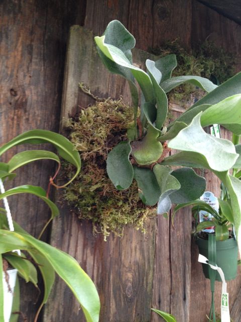 how to mount a staghorn fern, gardening, Water thoroughly allow to drain and hang where you can enjoy it s magnificence Bright indirect light