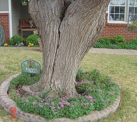 oxalis pansies blooming in the spring in west texas, flowers, gardening, outdoor living, Large fruitless mulberry tree with oxalis