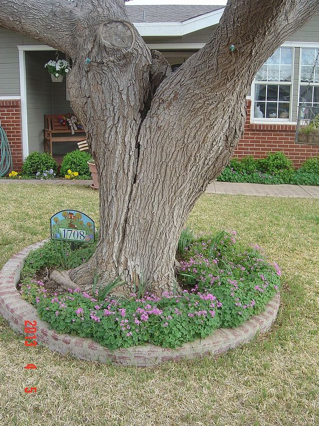 oxalis pansies blooming in the spring in west texas, flowers, gardening, outdoor living, Large fruitless mulberry tree with oxalis