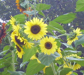 sunflowers, gardening