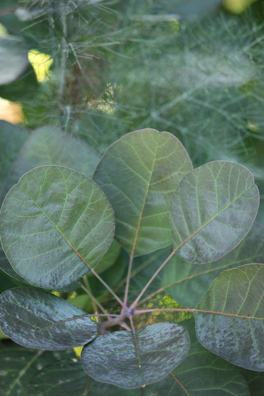 q plant quiz for this week can you identify these plants no prize just fun to see, gardening, 1