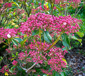 Five native shrubs that put on a show
