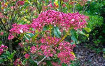 Five native shrubs that put on a show