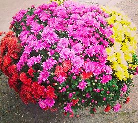 how to care for fall mums, flowers, gardening, Fall mums are best planted in the spring but they are usually bought in the fall when they are full of color The key to success is good drainage and winter protection