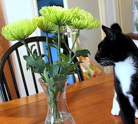 how to keep cats out of house plants and cut flowers, go green, pets animals, Every cat is different so what one cat likes another may hate