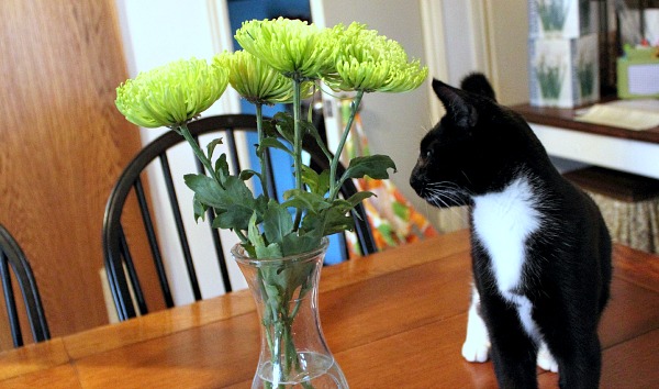 como manter os gatos longe de plantas de casa e flores de corte