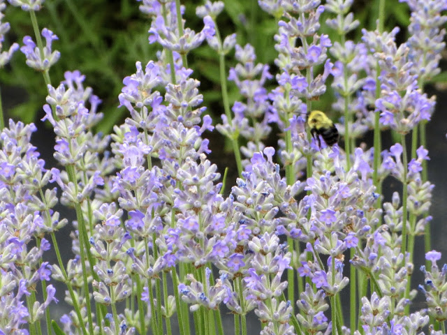 the sunday showcase, gardening, home decor, The grandeur of lavender from