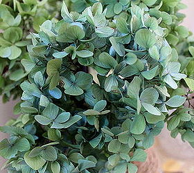 drying hydrangeas, flowers, gardening, hydrangea, Purplish Blue hydrangeas fade to a light blue and some to a light green