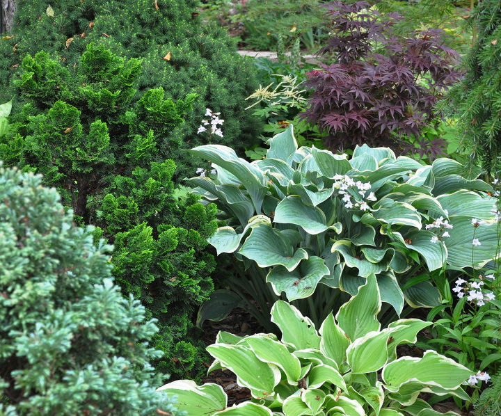 another example of a beautiful shade garden, The blue green Hosta Regal Splendor The lime colored hosta in foreground is Hosta Silk Kimono