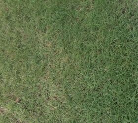 i need some serious advice on how to salvage my lawn my lawn guy said we haven t, gardening, landscape, outdoor living, plumbing, Some areas seem fine but I notice the grass is turning yellow isn t this a bit early this time of
