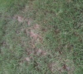 i need some serious advice on how to salvage my lawn my lawn guy said we haven t, gardening, landscape, outdoor living, plumbing