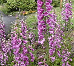 i d like to share my collections, flowers, gardening, Foxglove
