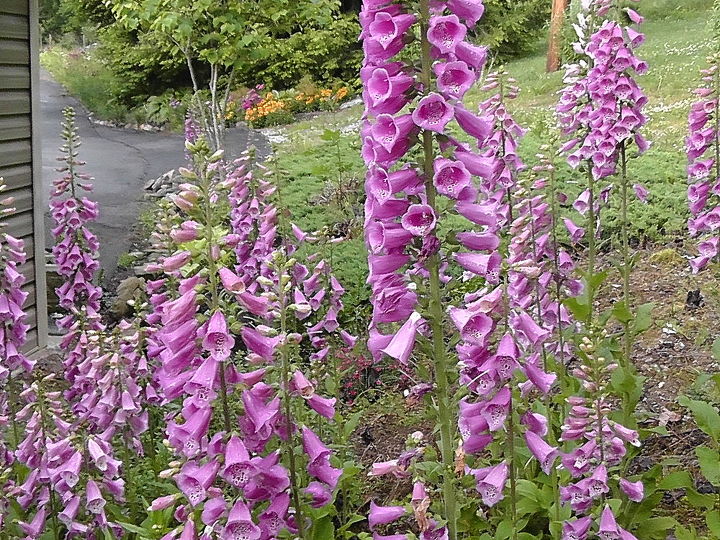i d like to share my collections, flowers, gardening, Foxglove