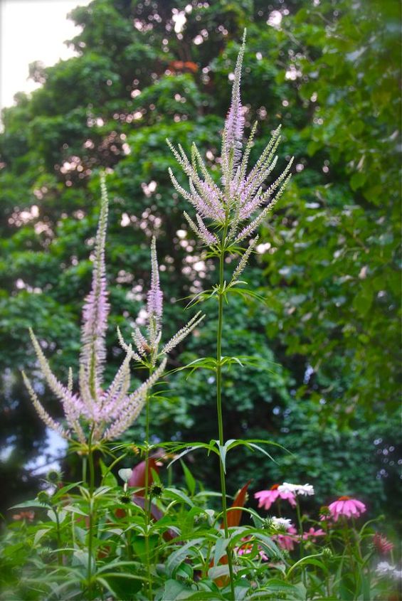 veronicastrum lavender towers, flowers, gardening, The lavender light in the background is one of the lovely sunsets we had last week It was a beautiful coincidence that I was out taking photos at this perfect moment it matches the light purple of the Veronicastrum perfectly