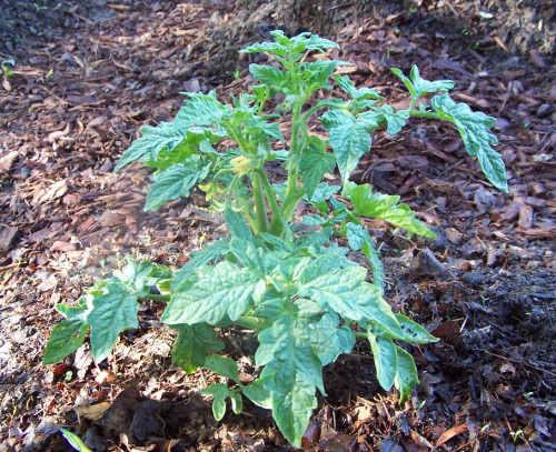 determinate tomato plants are the prefect choice for containers, container gardening, gardening