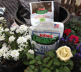 red white and blue patriotic plantings with heart, container gardening, flowers, gardening, perennials, JI used Jobes organic soil and fertilizer