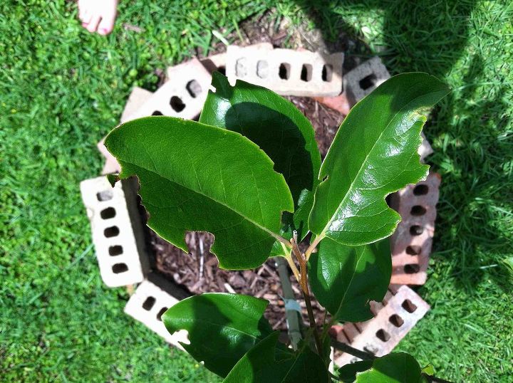 something is eating the leaves on my persimmon tree