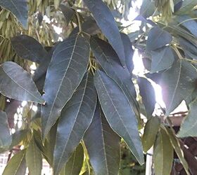 can anyone identify this deciduous tree, flowers, gardening, Close of of mature leaves