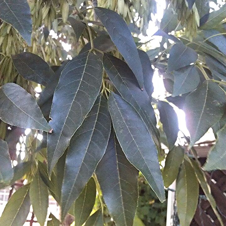 can anyone identify this deciduous tree, flowers, gardening, Close of of mature leaves