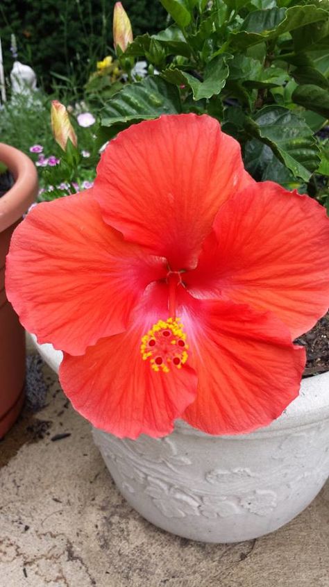 coffee grounds thrife food for hibiscus, flowers, gardening, hibiscus, this was yesterday 1 blum