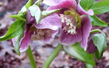 Orientalis hybrids of hellebore and Daffodil