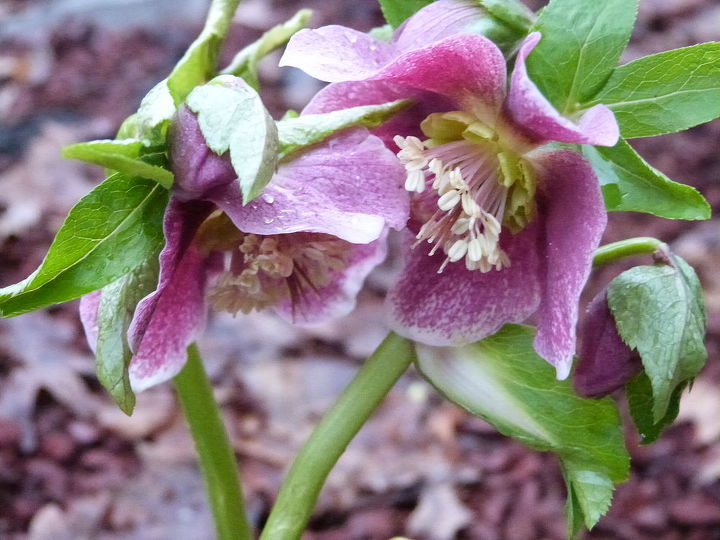 orientalis hybrids of hellebore and daffodil, gardening, purple