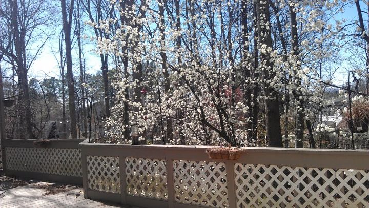 bradford pears blooming view from my deck, gardening, outdoor living